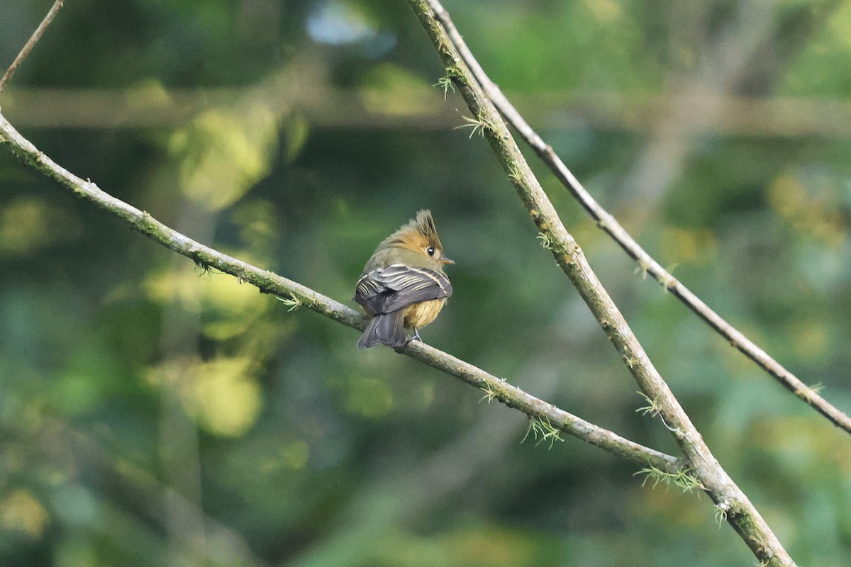 Tufted Flycatcher (Mexican) - ML647472057