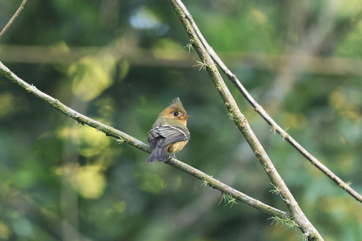 Tufted Flycatcher (Mexican) - ML647472058