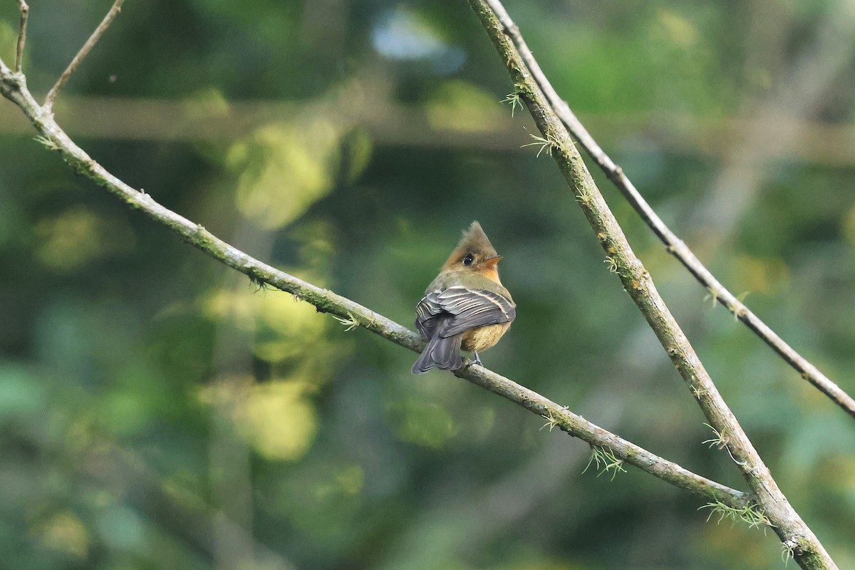 Tufted Flycatcher (Mexican) - ML647472059