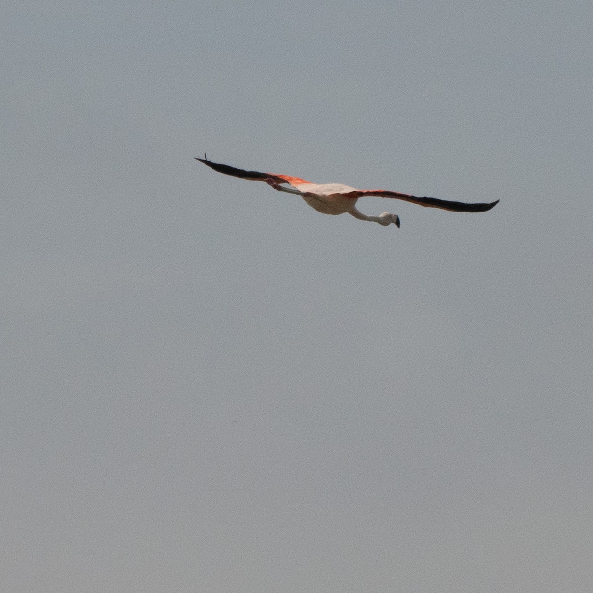 פלמינגו צ'יליאני - ML647472060