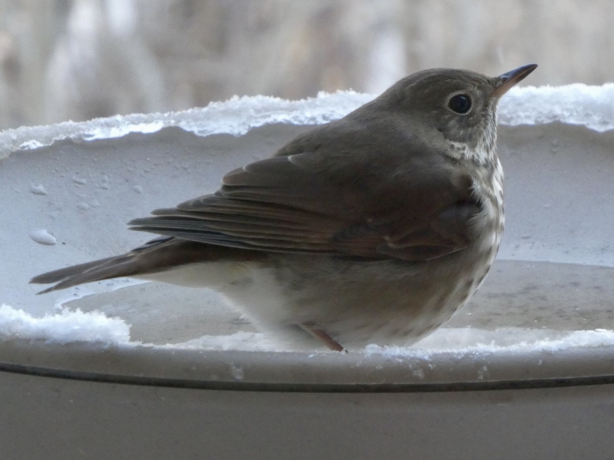 קיכלי חלוד-זנב - ML647472061
