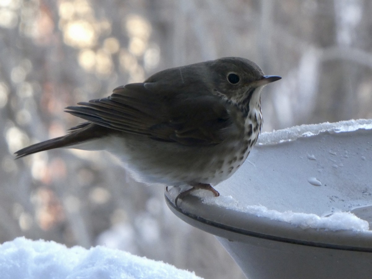 קיכלי חלוד-זנב - ML647472062
