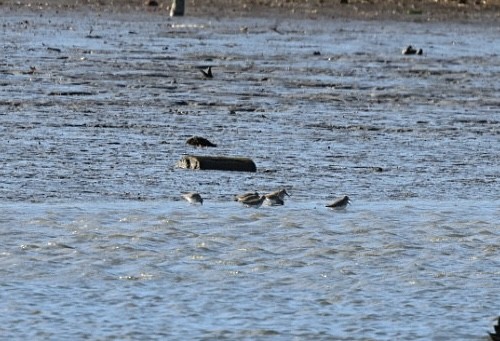 חופית אלפינית - ML647472066