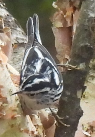 סבכון עקוד - ML647472068