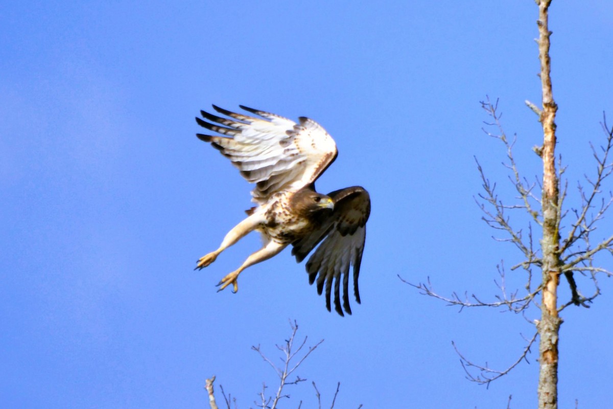 Red-tailed Hawk - ML647472069