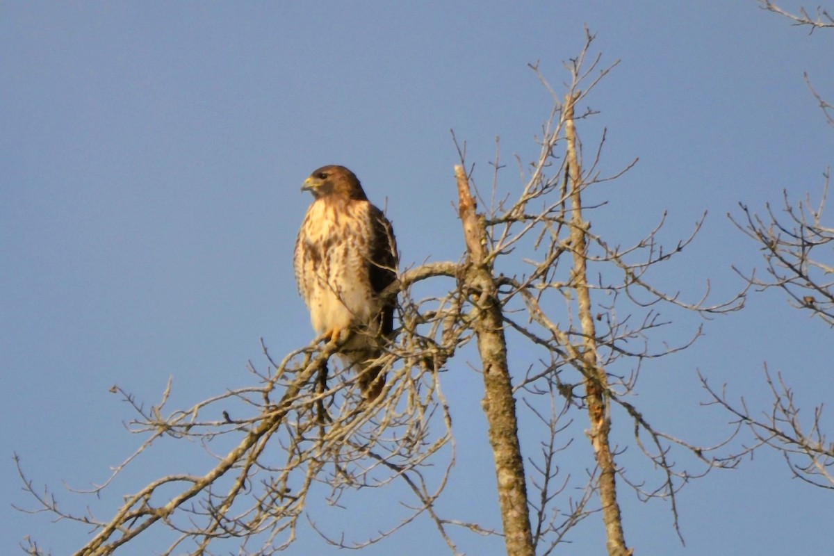 Red-tailed Hawk - ML647472070