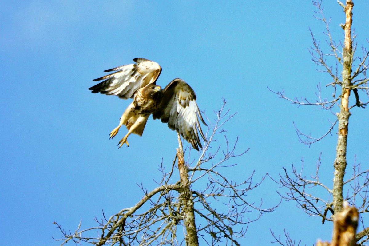 Red-tailed Hawk - ML647472071