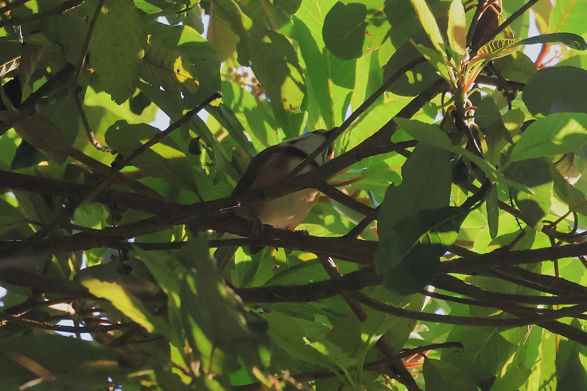 Chestnut-sided Shrike-Vireo - ML647472072