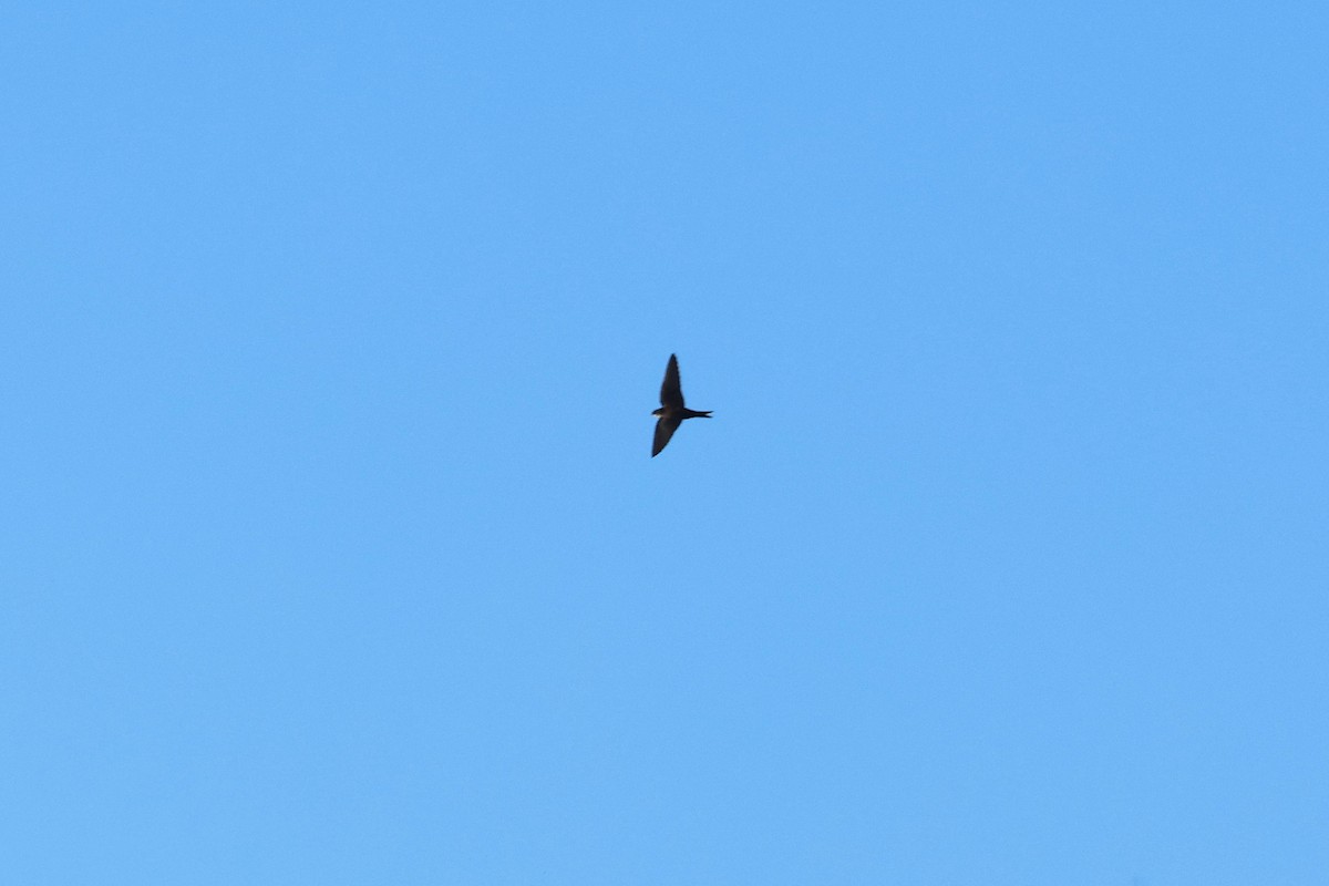 Hirondelle à tête noire - ML647472085