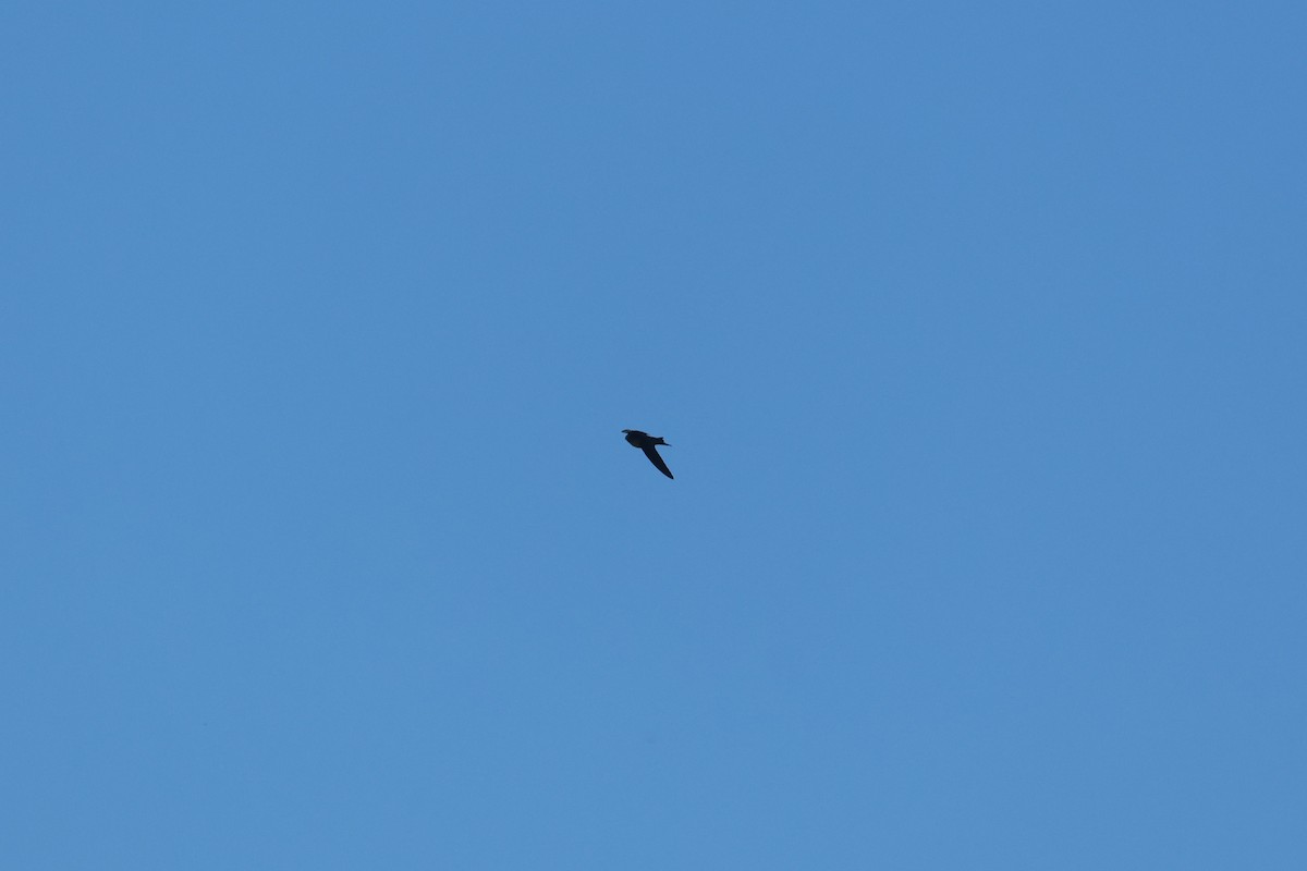 Hirondelle à tête noire - ML647472086