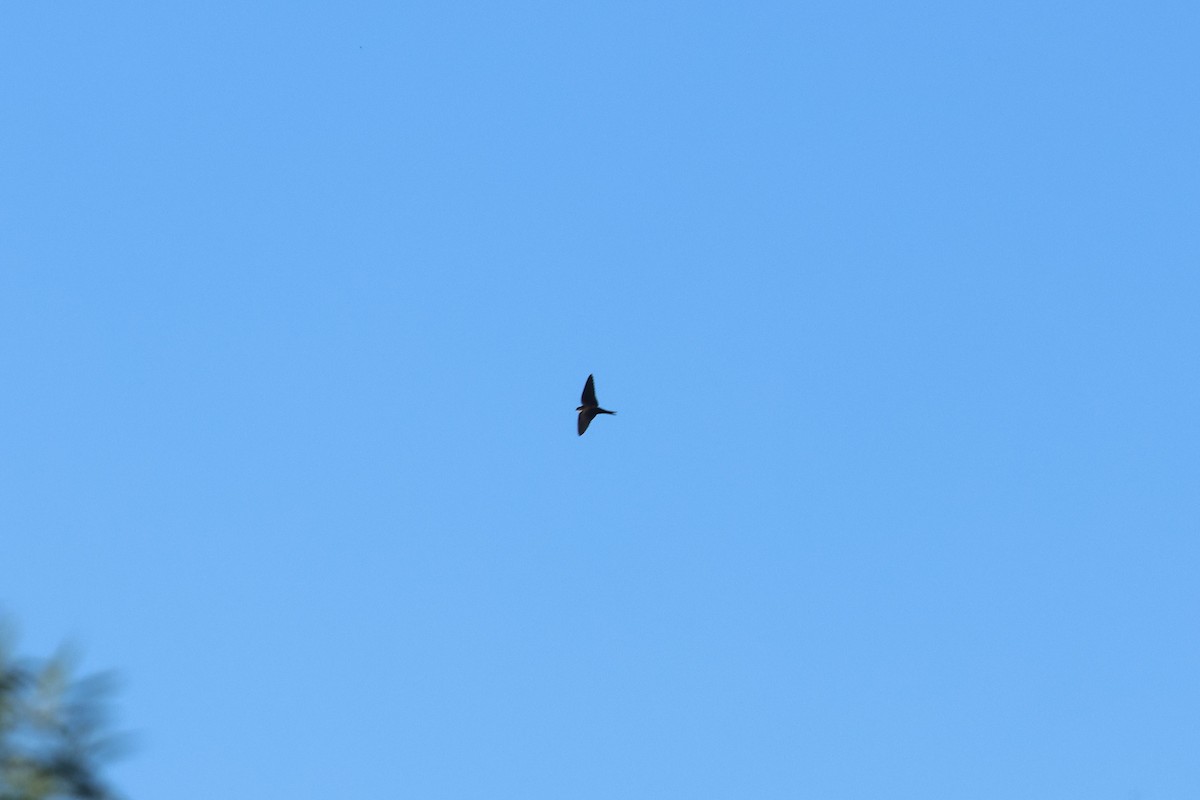 Hirondelle à tête noire - ML647472087