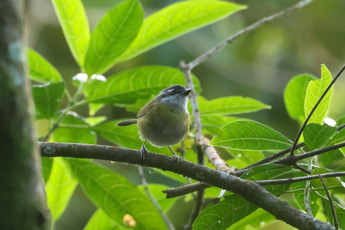 Chlorospin des buissons (groupe postocularis) - ML647472104