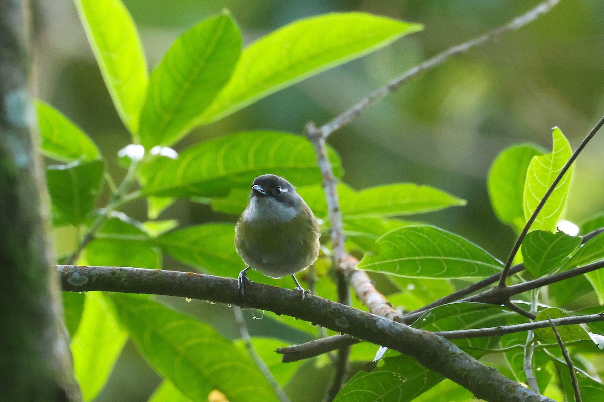 Chlorospin des buissons (groupe postocularis) - ML647472105