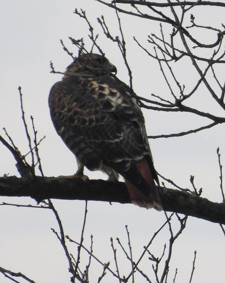 Red-tailed Hawk - ML647472127