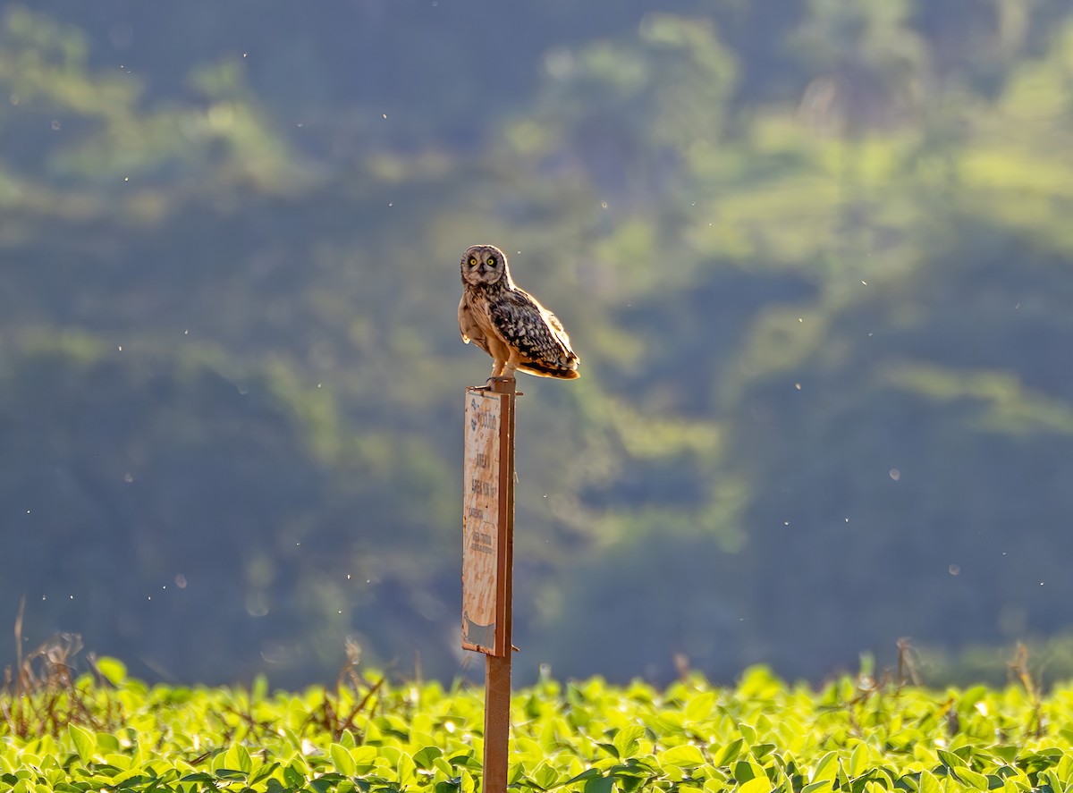 Short-eared Owl - ML647472136