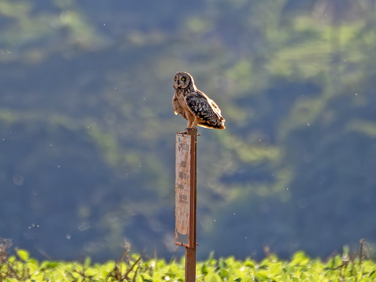 Short-eared Owl - ML647472137