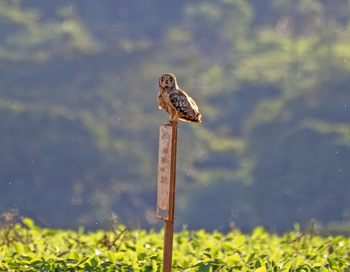 Short-eared Owl - ML647472138