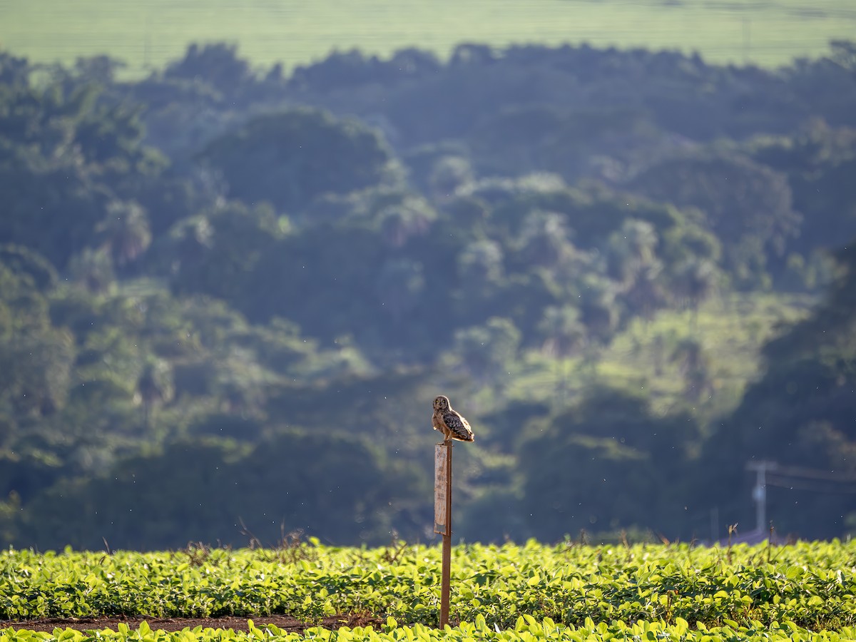 Short-eared Owl - ML647472139