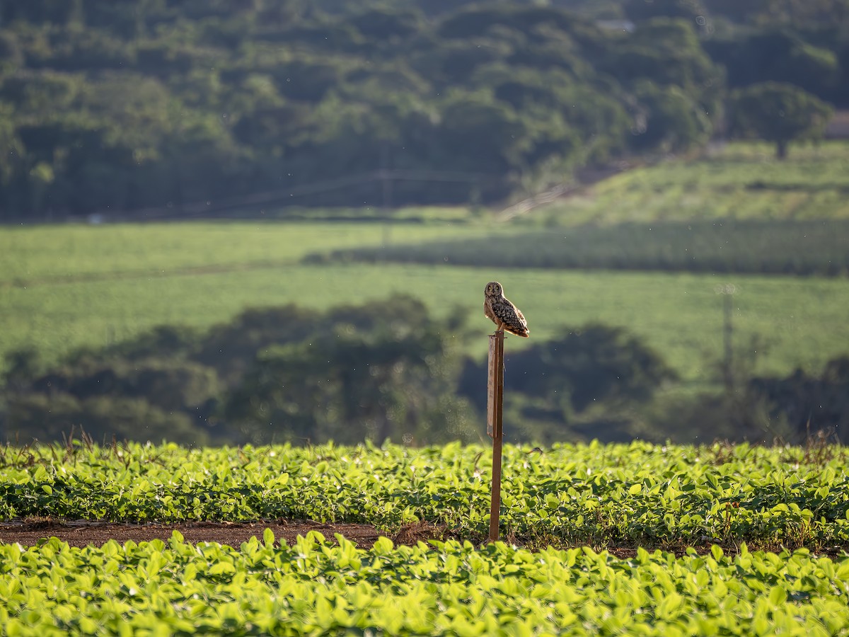 Short-eared Owl - ML647472140