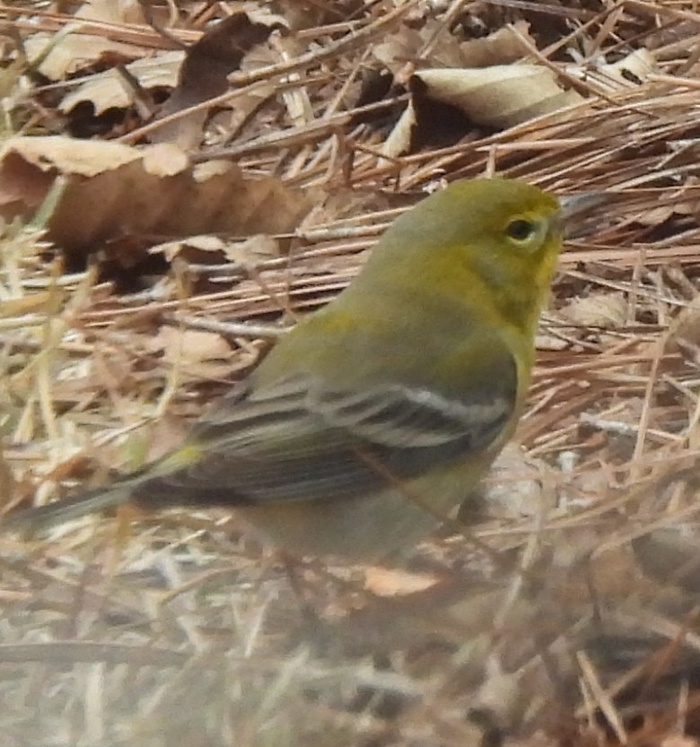 Сосновая древесница - ML647472154