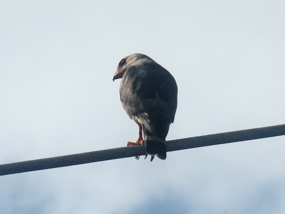 Lizard Buzzard - ML647472159