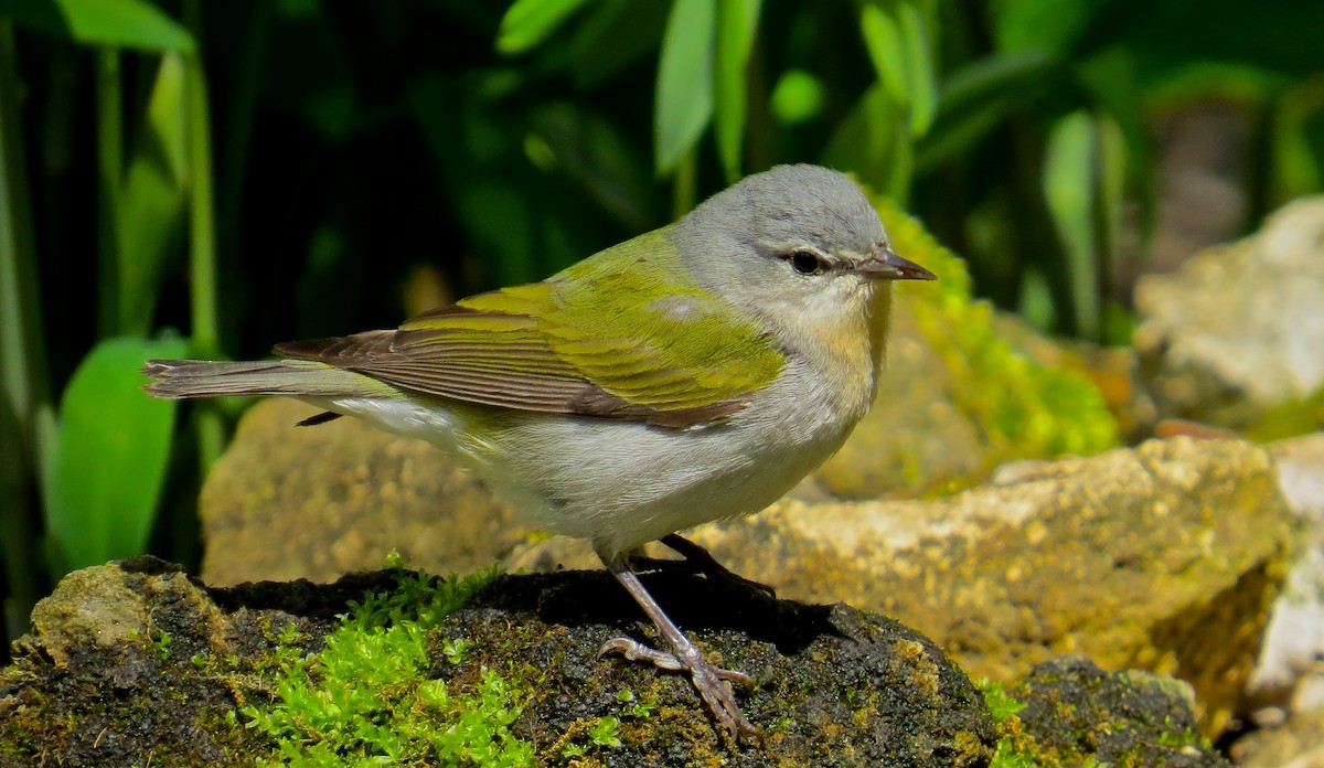 Tennesse Ötleğeni - ML647472170