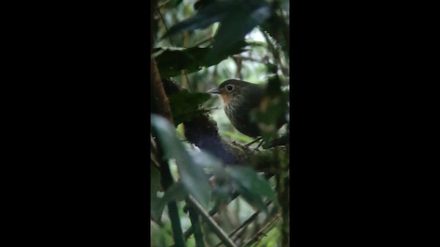 Santa Marta Antpitta - ML647472178