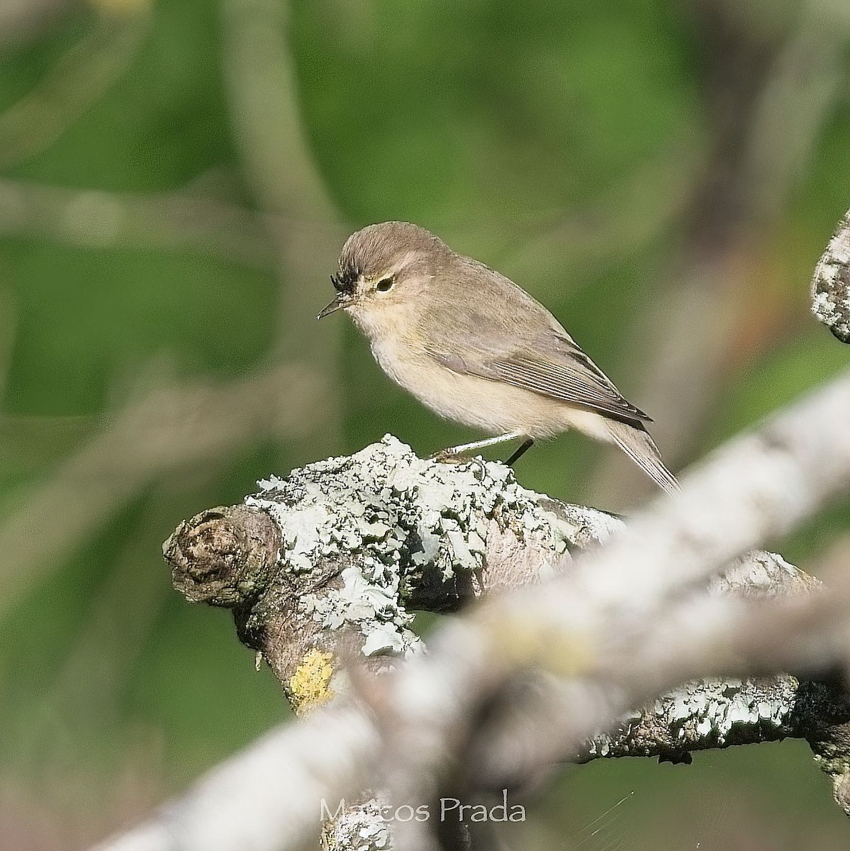 Mosquitero Común (Siberiano) - ML647472180