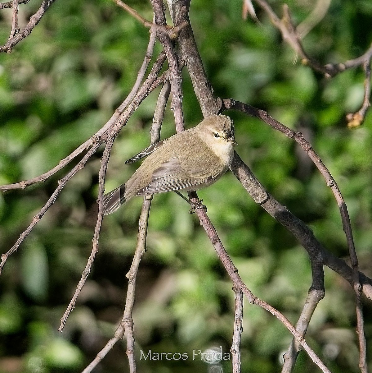 Mosquitero Común (Siberiano) - ML647472181