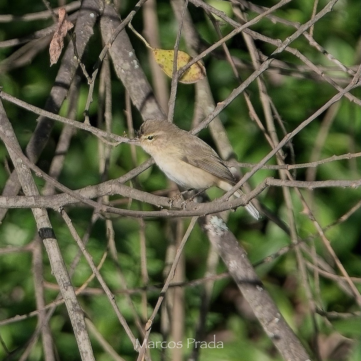 Mosquitero Común (Siberiano) - ML647472182