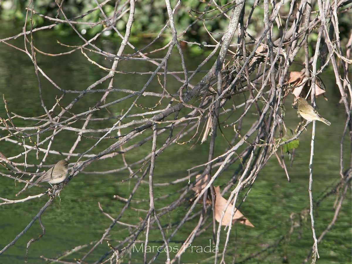 Mosquitero Común (Siberiano) - ML647472183