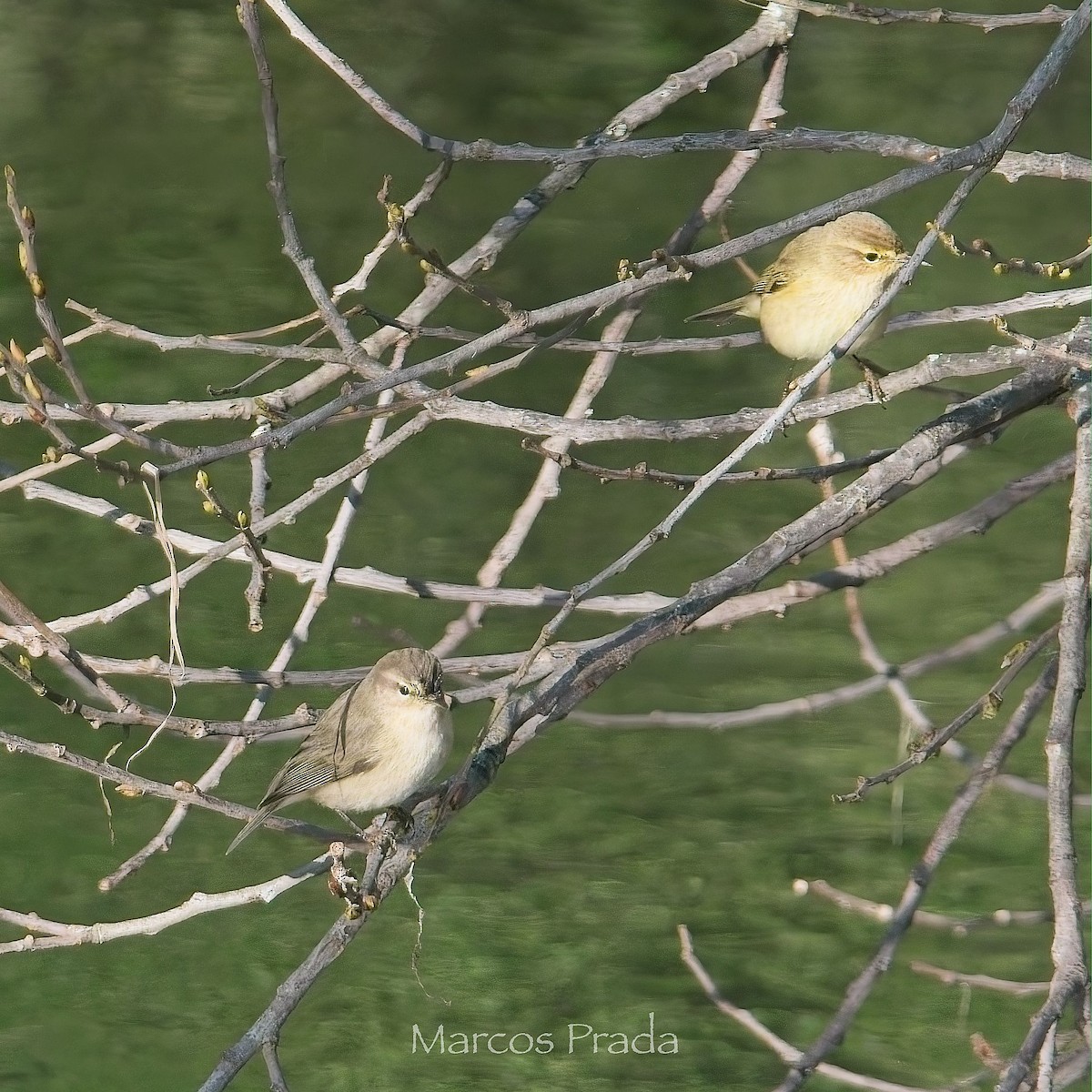 Mosquitero Común (Siberiano) - ML647472184