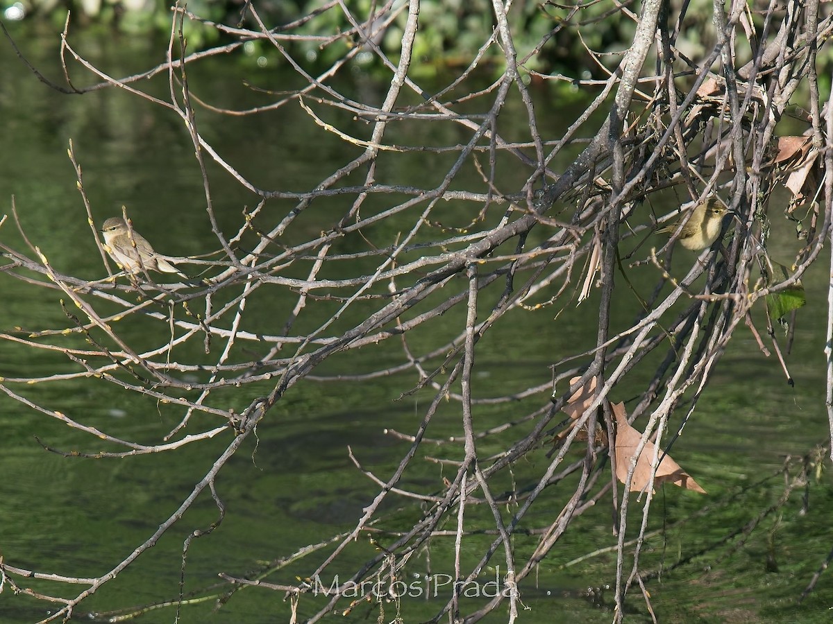 Mosquitero Común (Siberiano) - ML647472185