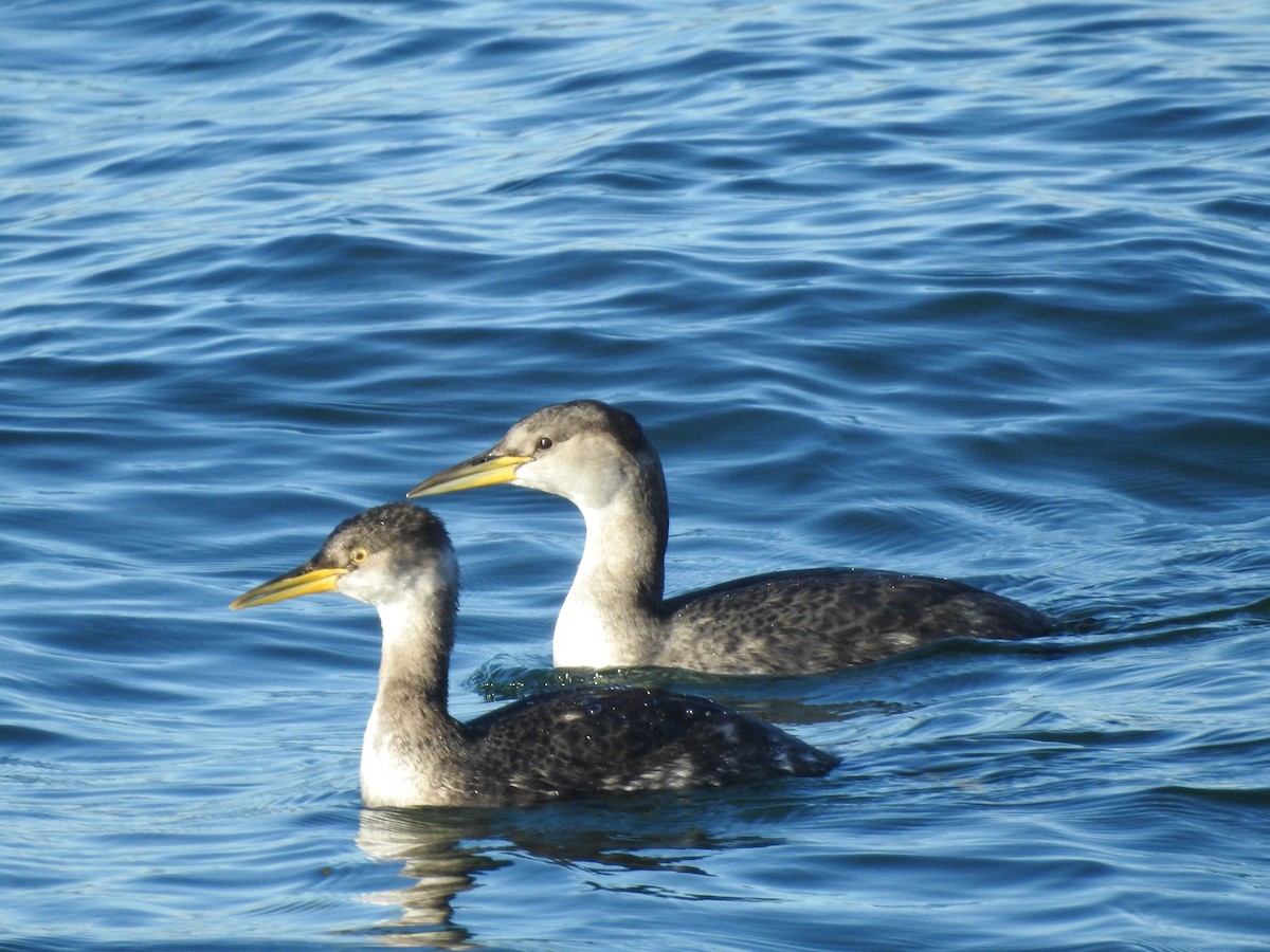 Red-necked Grebe - ML647472214