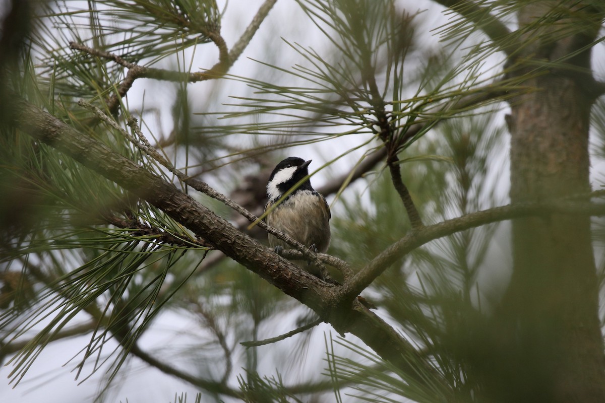 Coal Tit - ML647472215