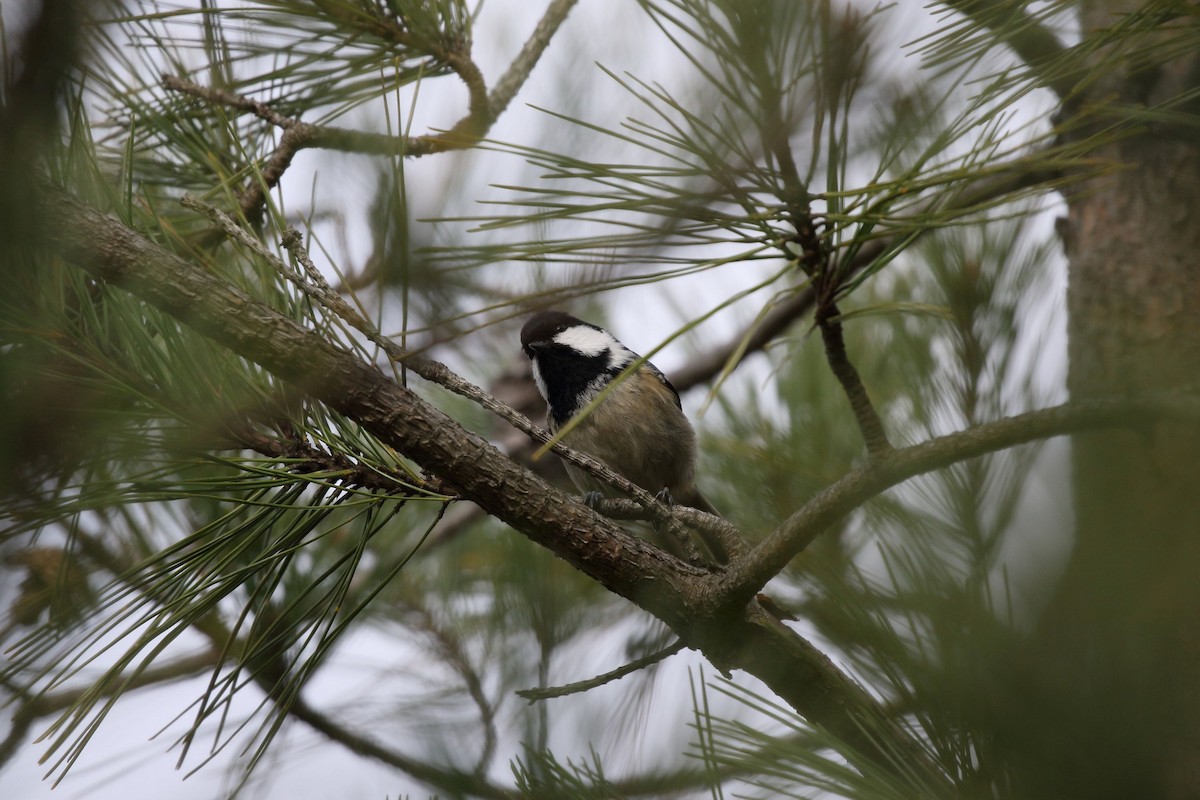 Coal Tit - ML647472216