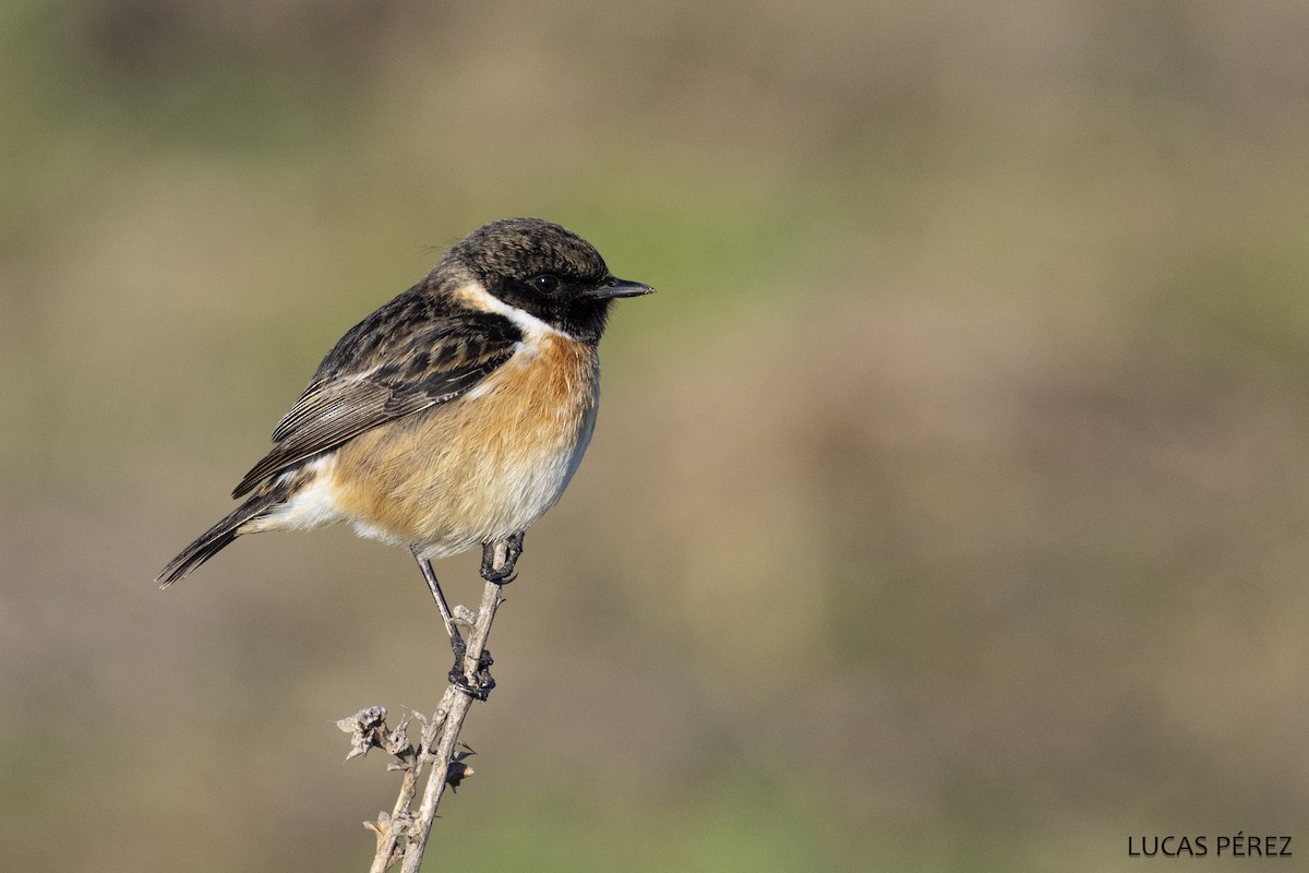 European Stonechat - ML647472238