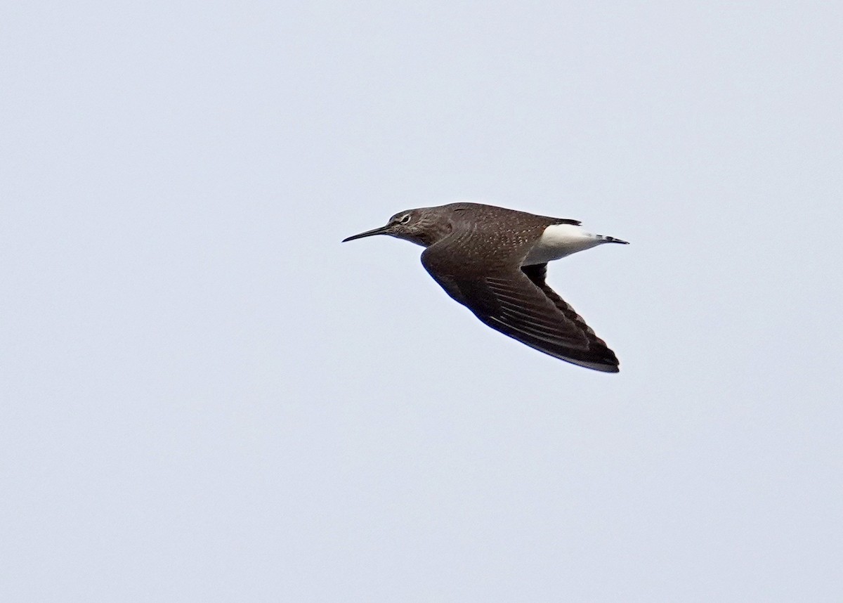 Green Sandpiper - ML647472241