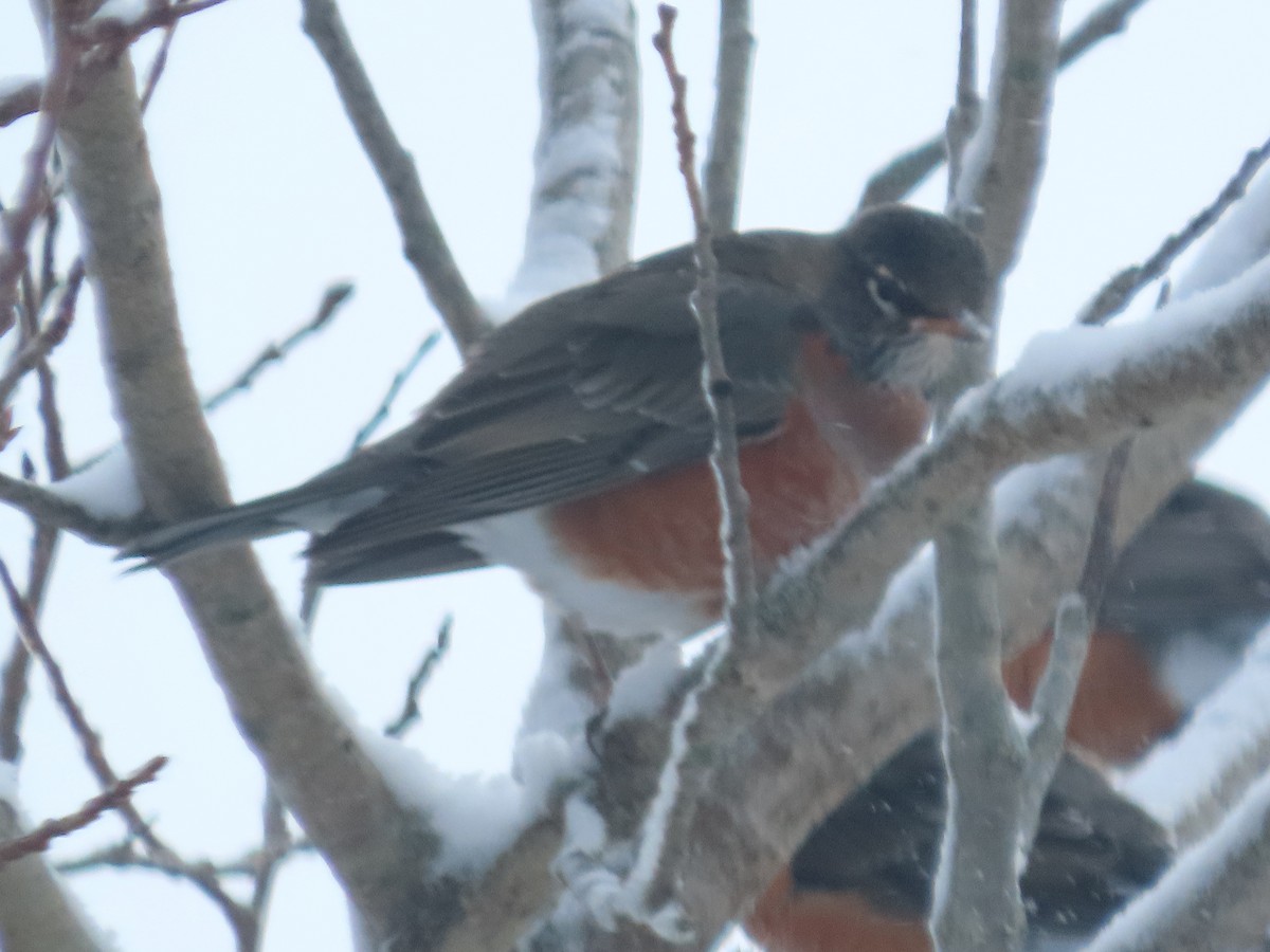 American Robin - ML647472242