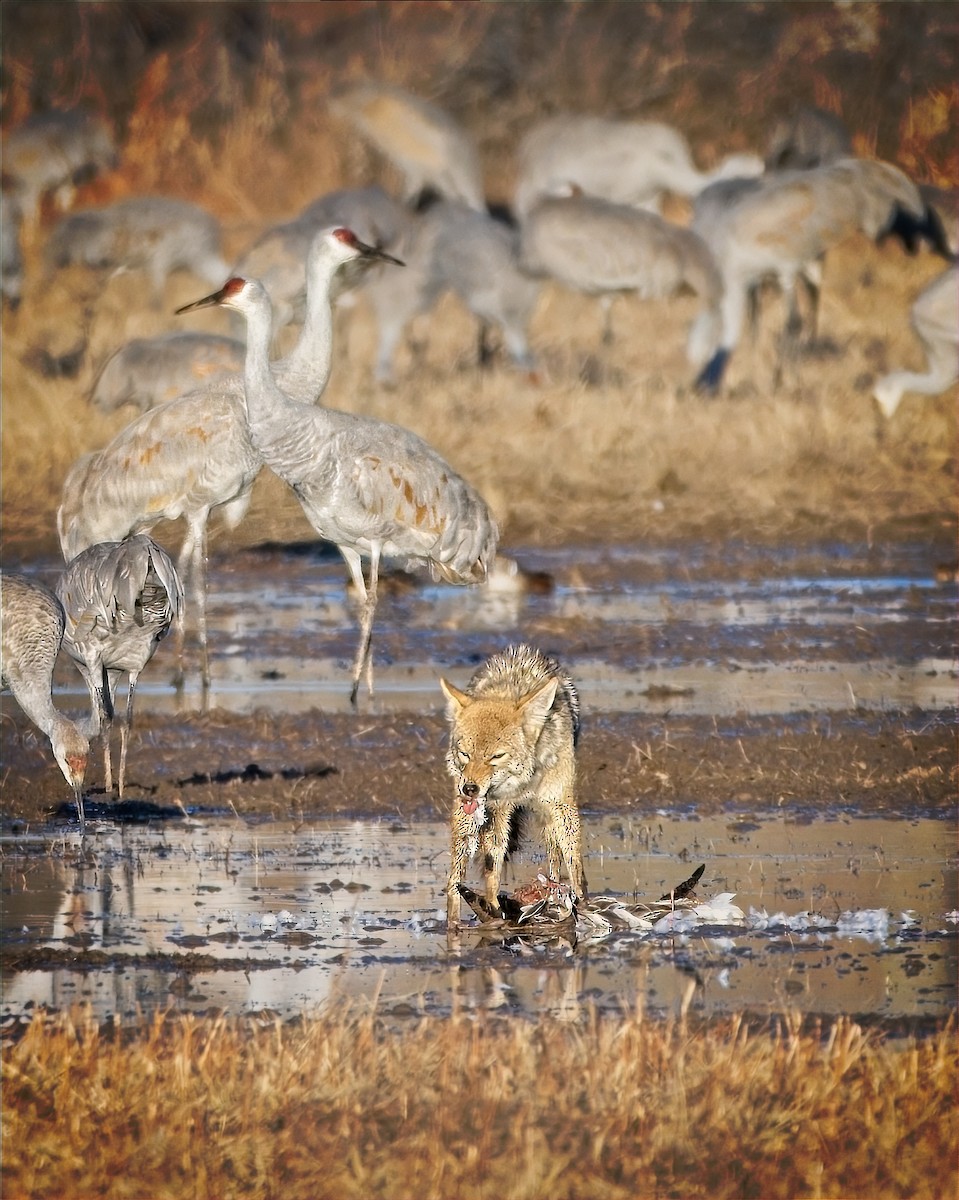 Журавель канадський - ML647472243