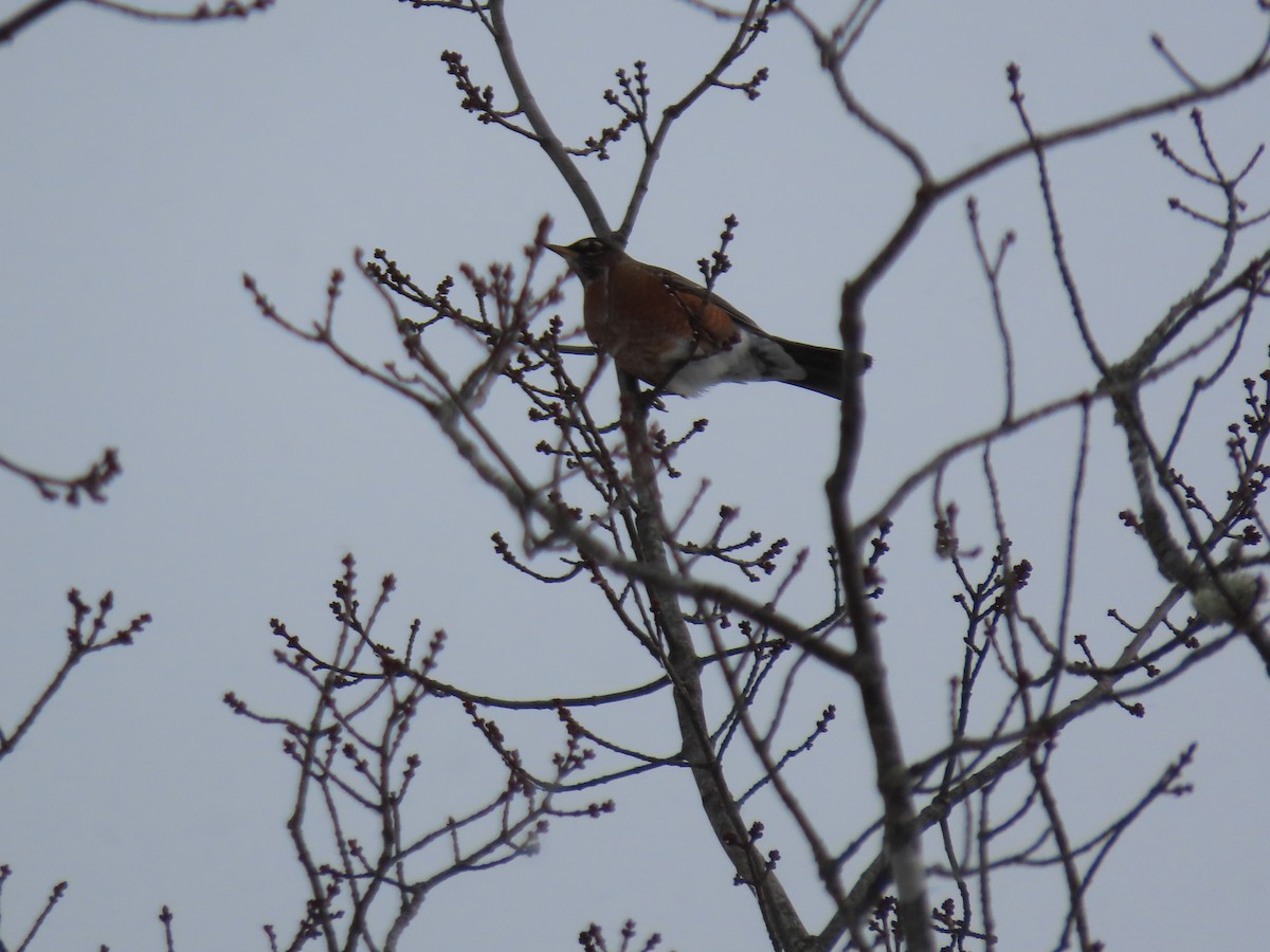 American Robin - ML647472246