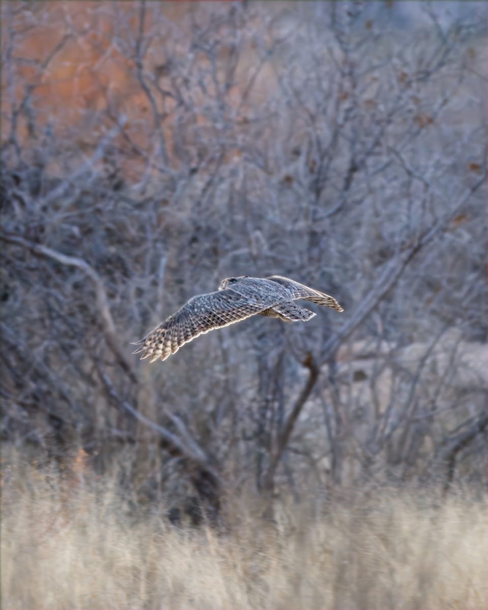 Great Horned Owl - ML647472247