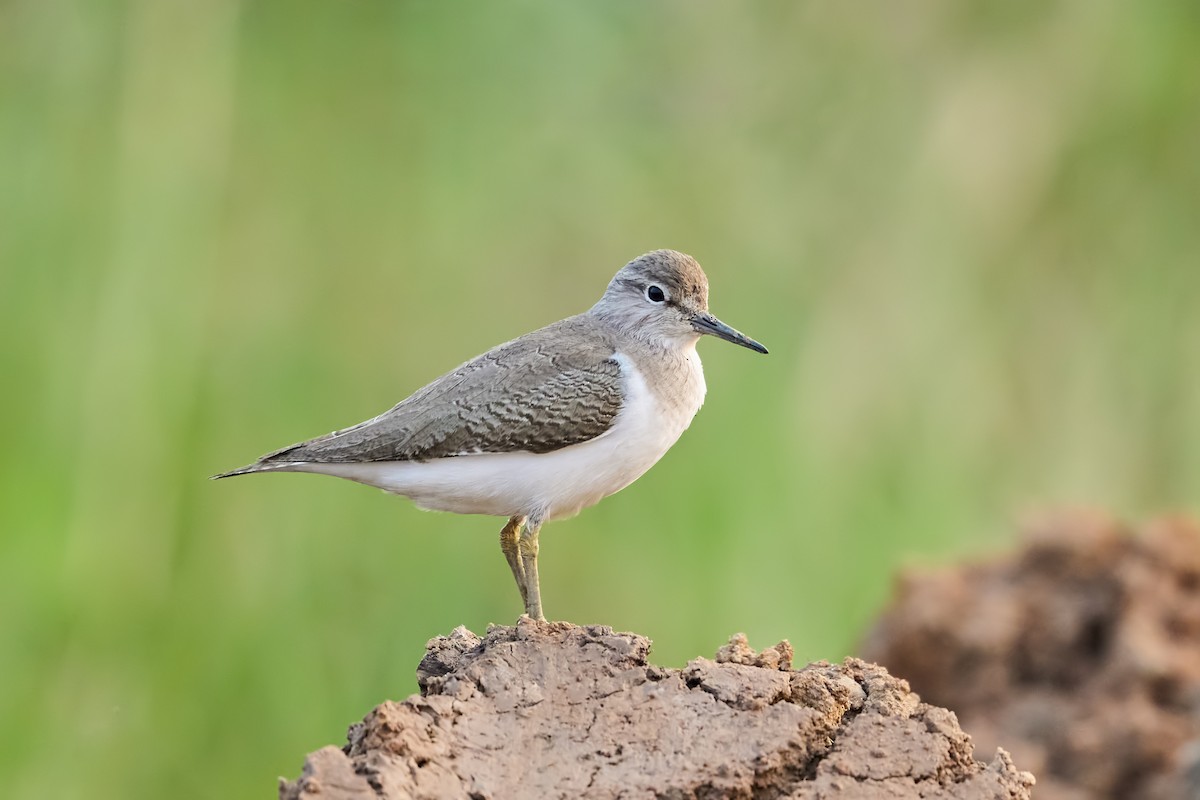 Common Sandpiper - ML647472248