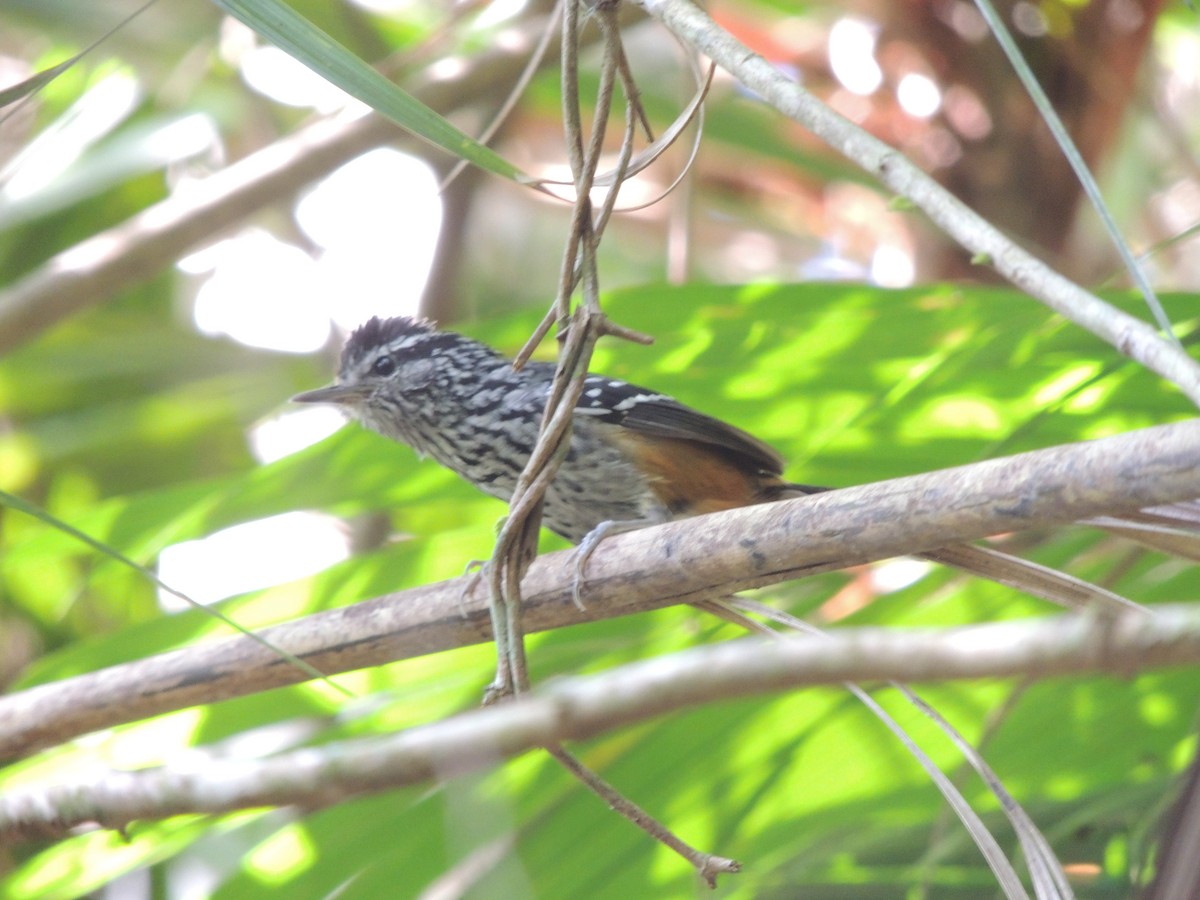 Ochre-rumped Antbird - ML647472249