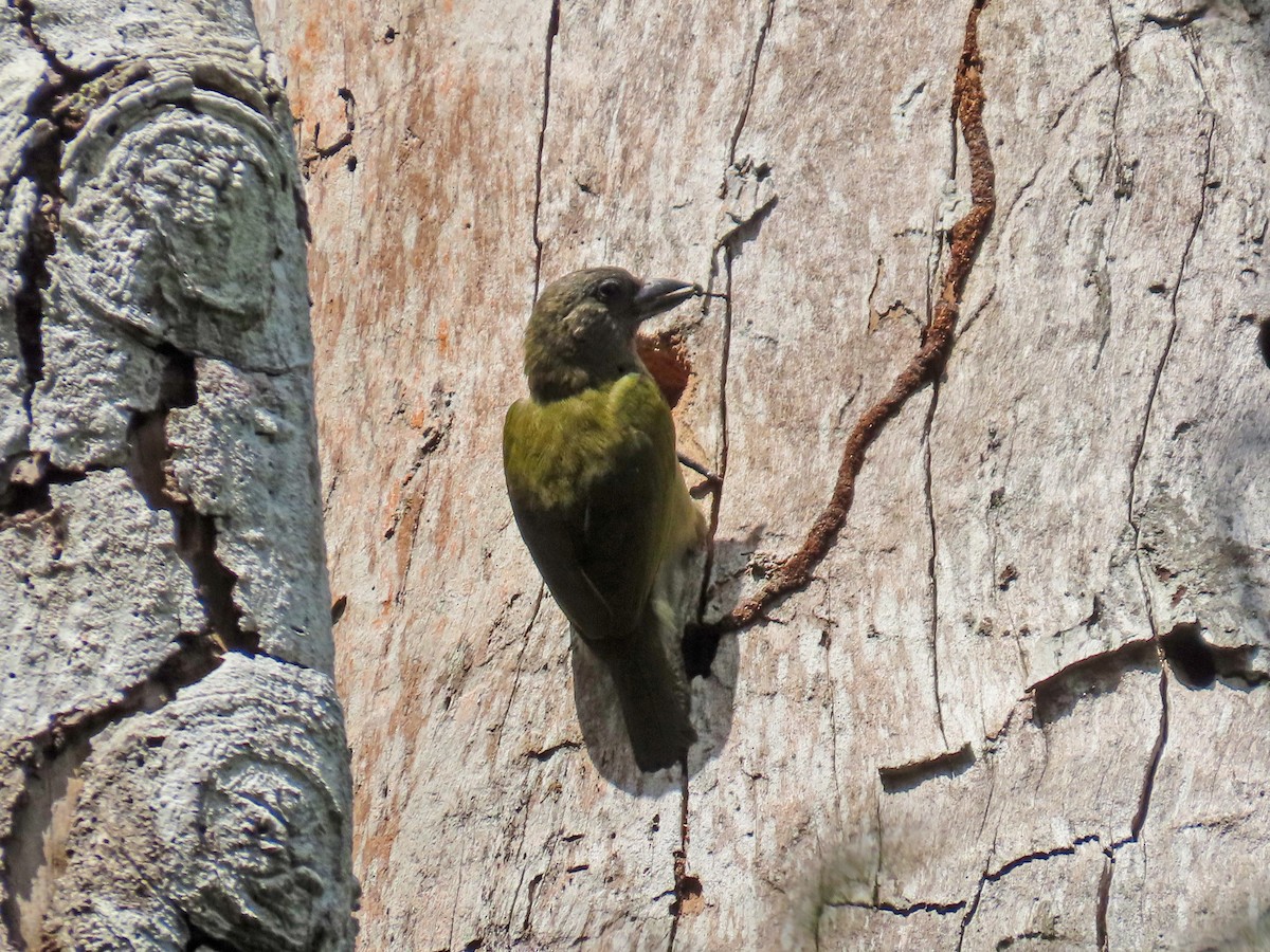 Green Barbet - ML647472250