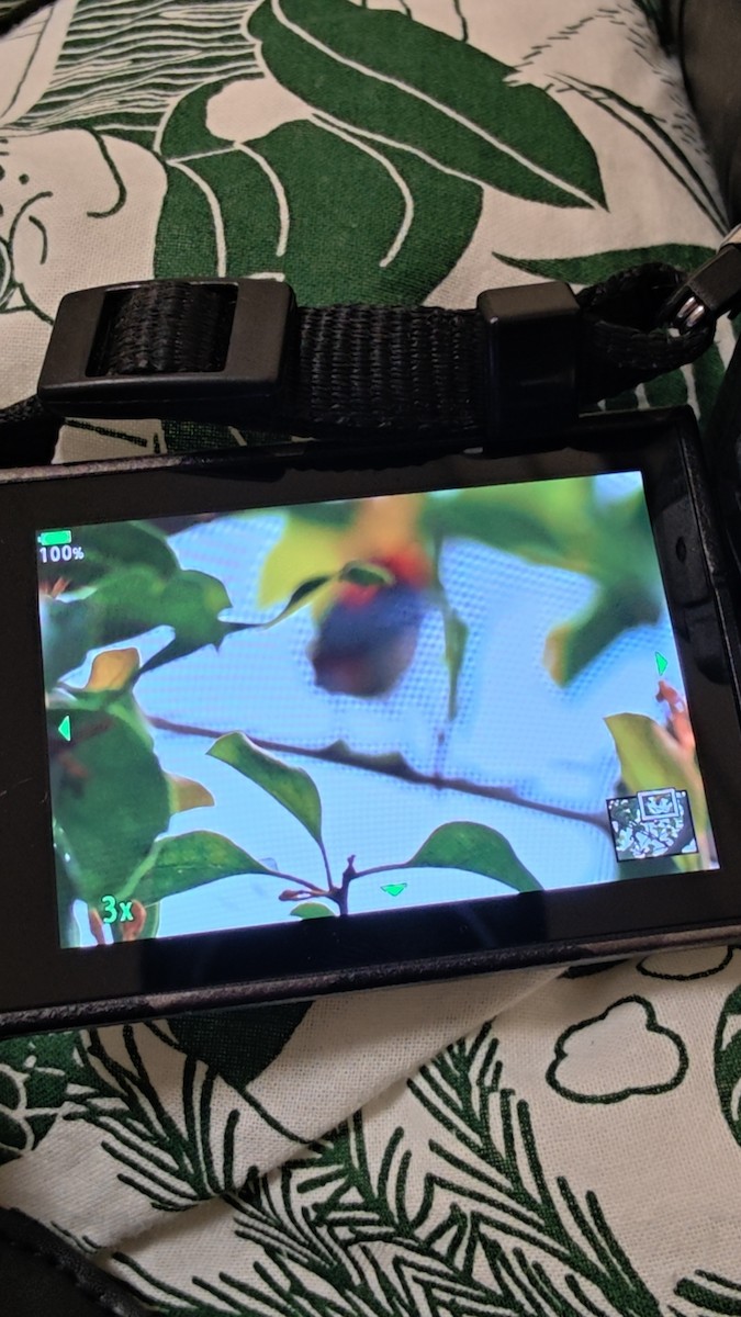 Scarlet-backed Flowerpecker - ML647472251