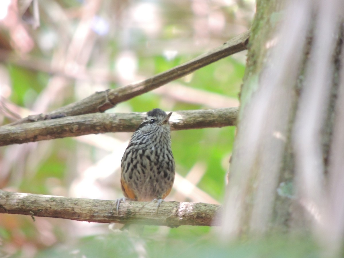 Ochre-rumped Antbird - ML647472255