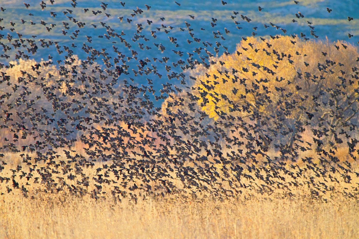 Red-winged Blackbird - ML647472257