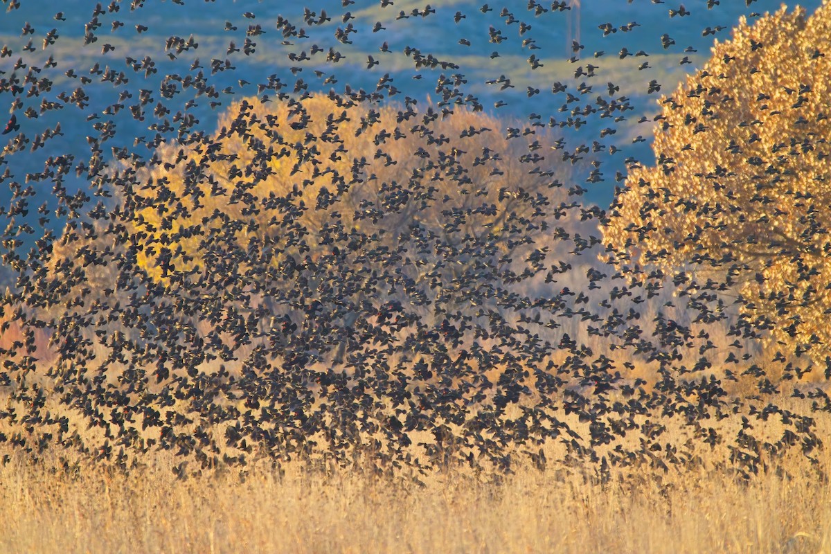 Red-winged Blackbird - ML647472258