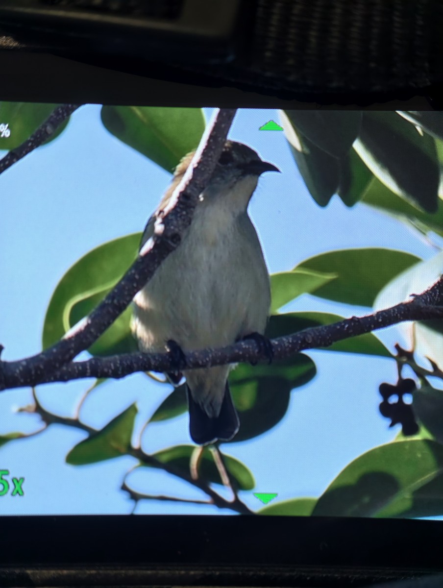 Scarlet-backed Flowerpecker - ML647472260